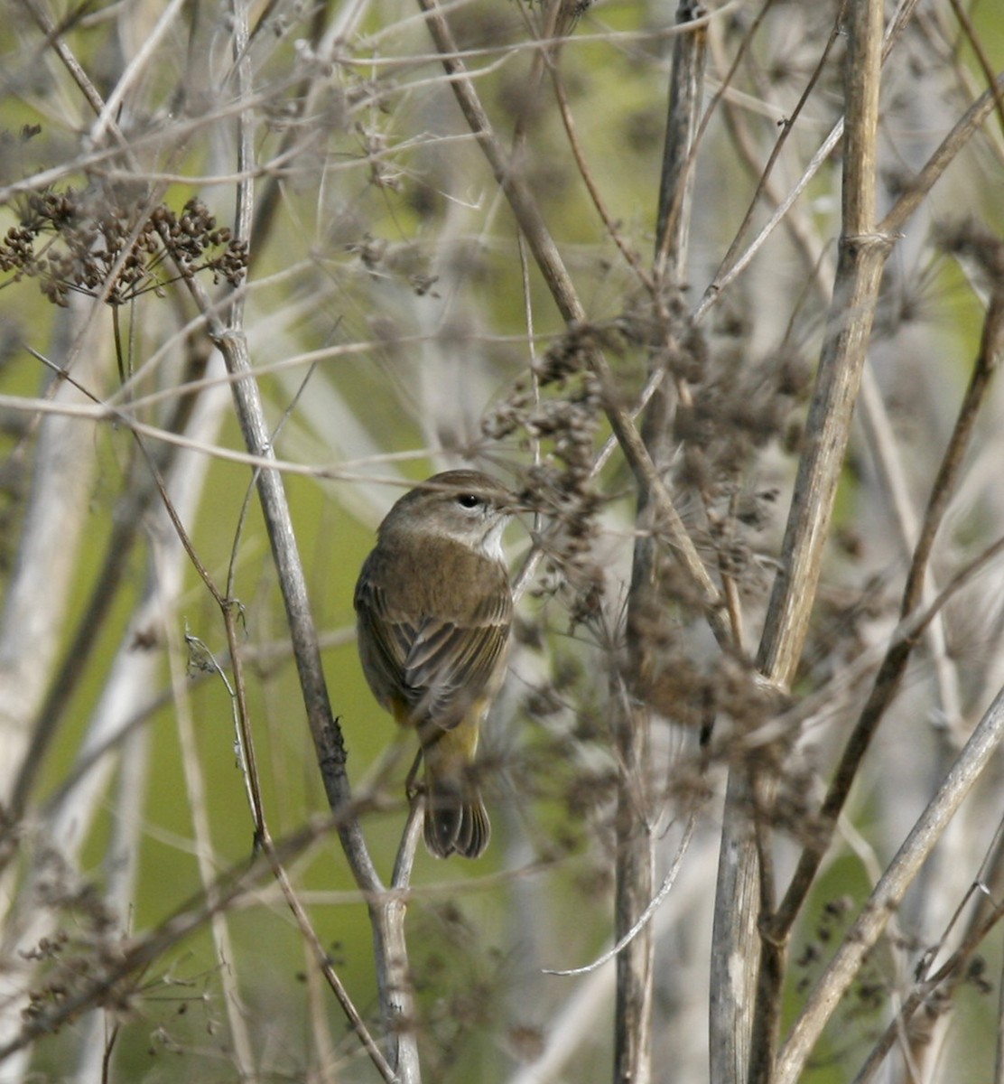 Palm Warbler - ML73808541