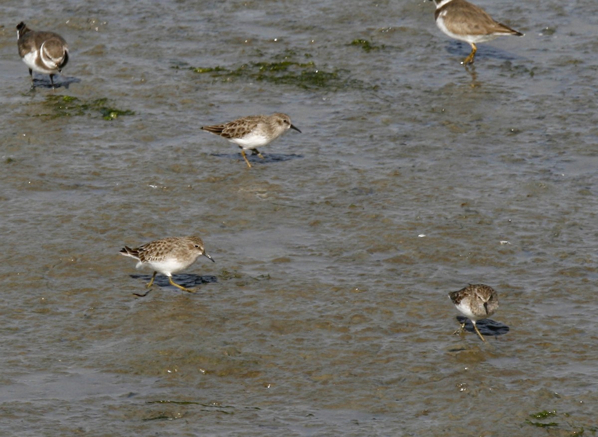 Least Sandpiper - Amy Henrici