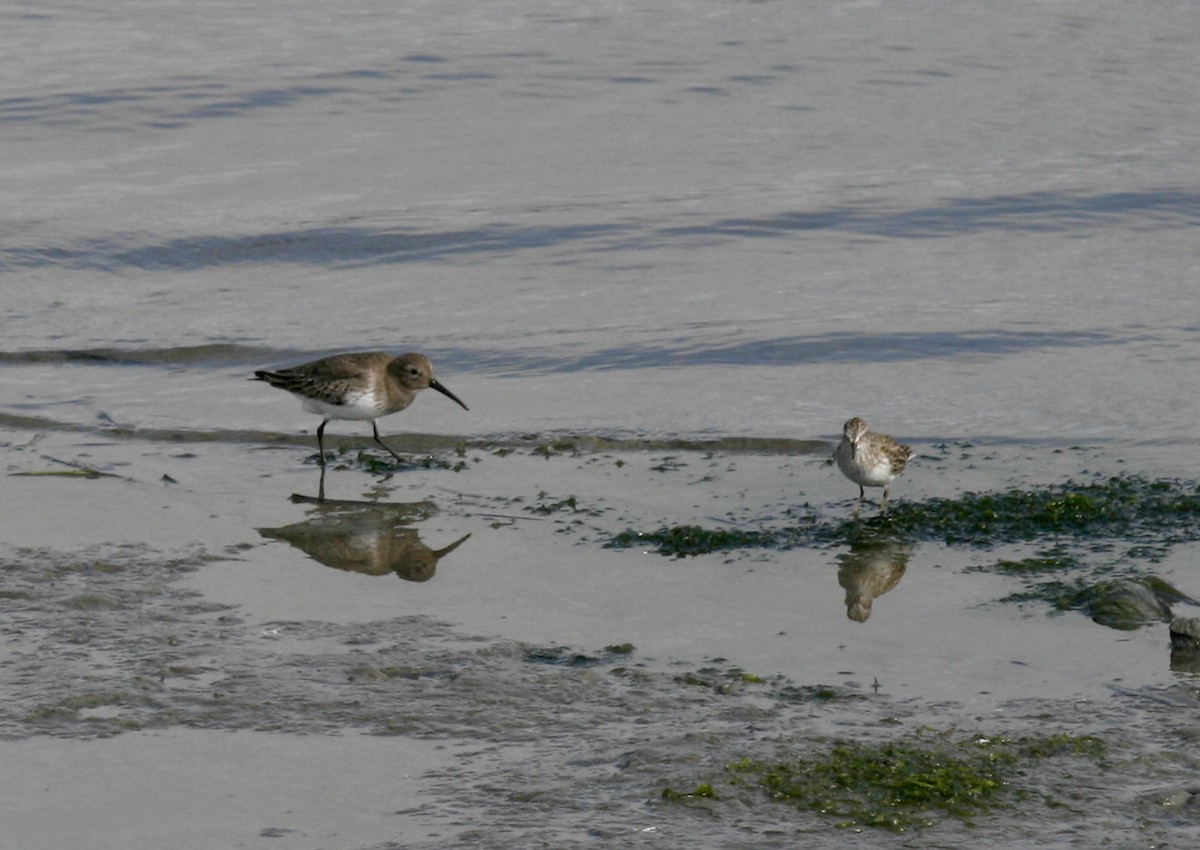 Dunlin - ML73808781