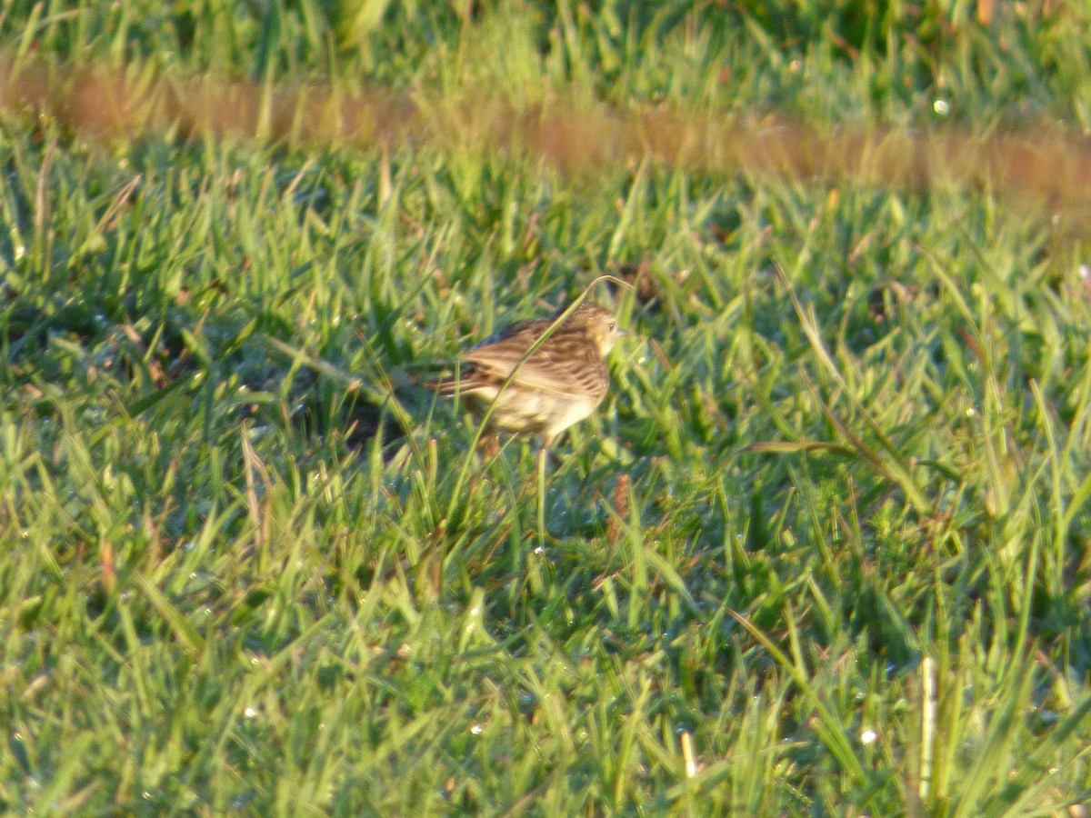 Yellowish Pipit - Silvia Enggist