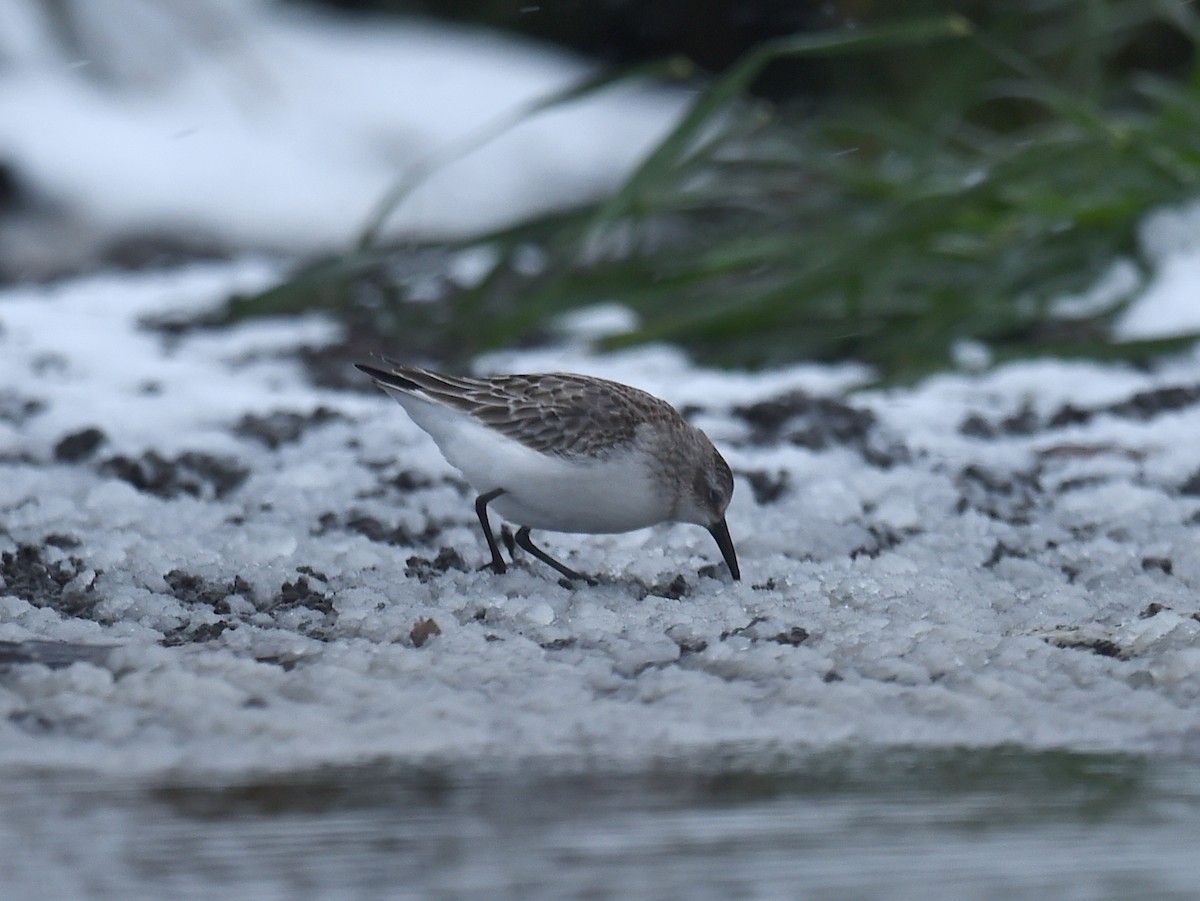 Semipalmated Sandpiper - ML73812661