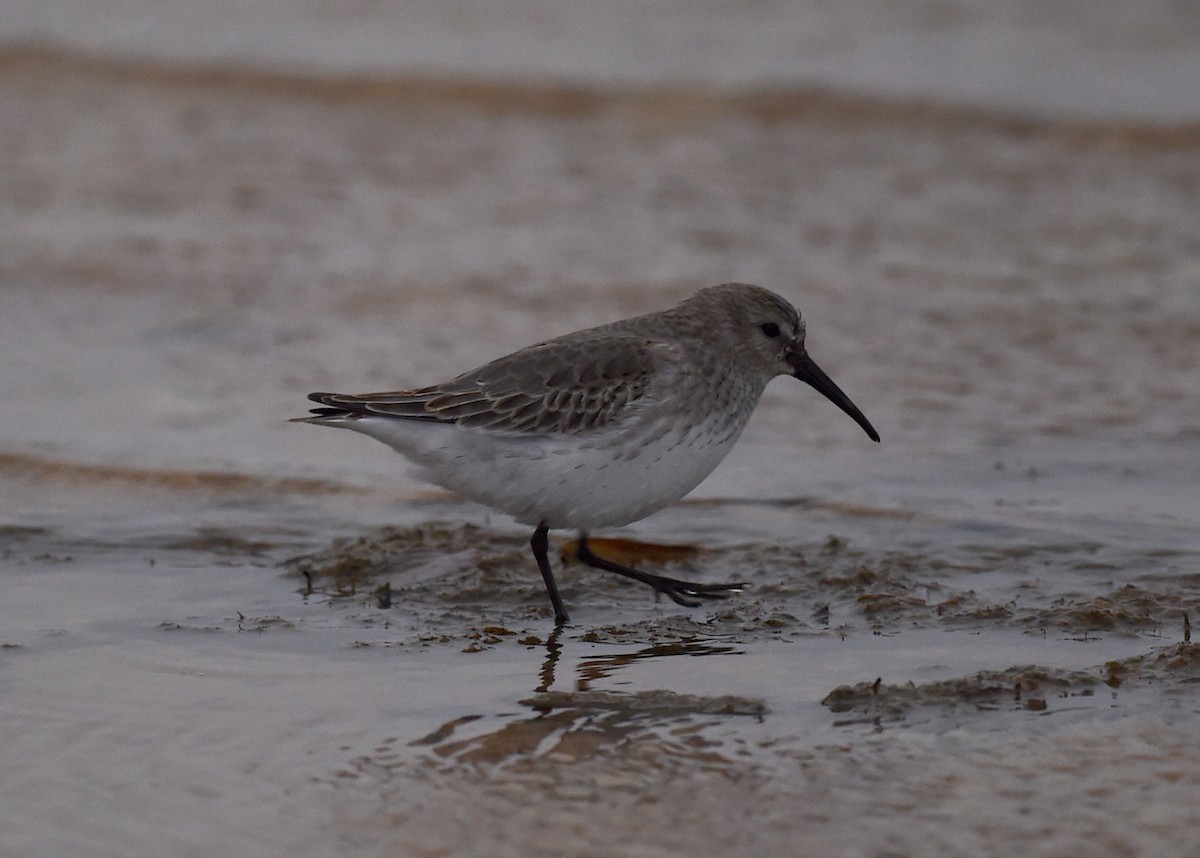 Dunlin - ML73812771