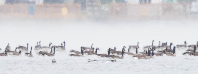 Long-tailed Duck - ML73813501