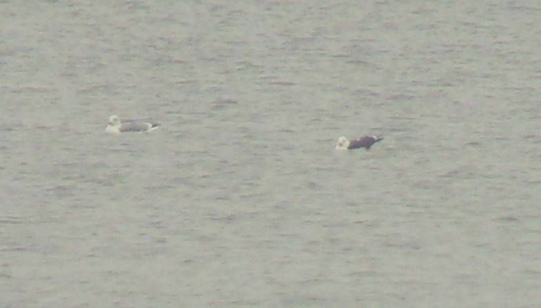 Lesser Black-backed Gull - ML73813621