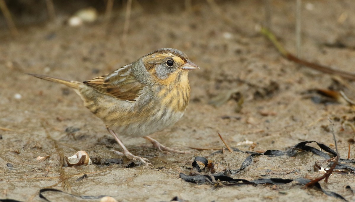 Nelson's Sparrow (Atlantic Coast) - ML73816041