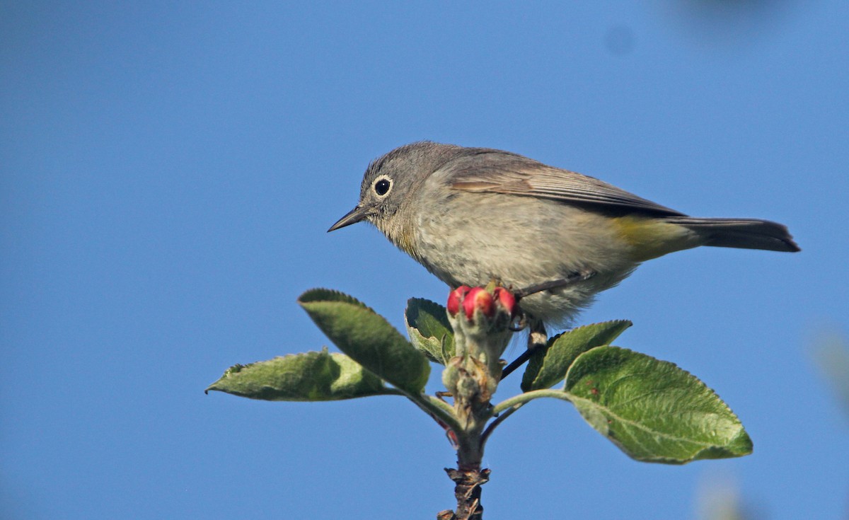 Gelbsteiß-Waldsänger - ML73817141