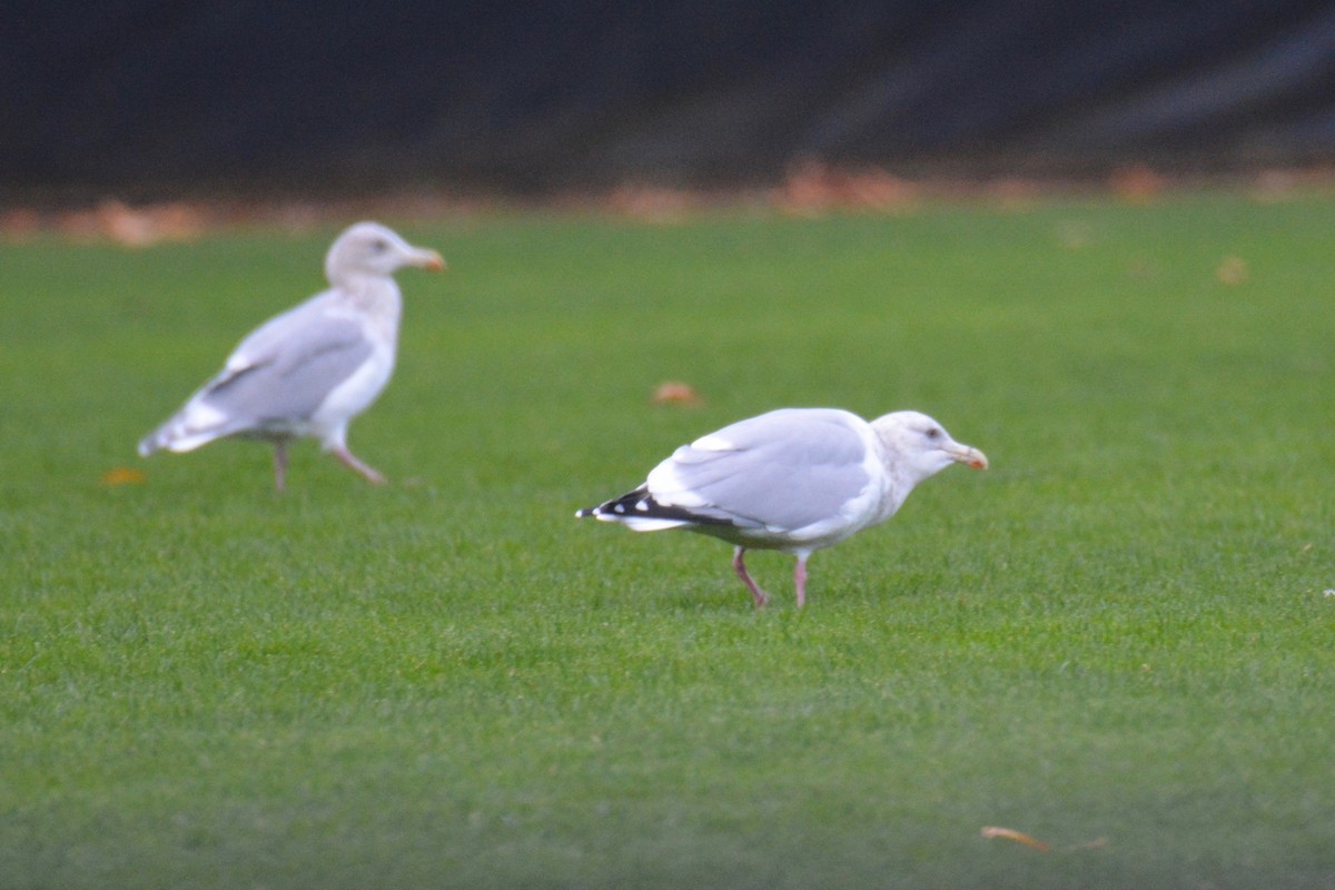 Gaviota Argéntea - ML73817291