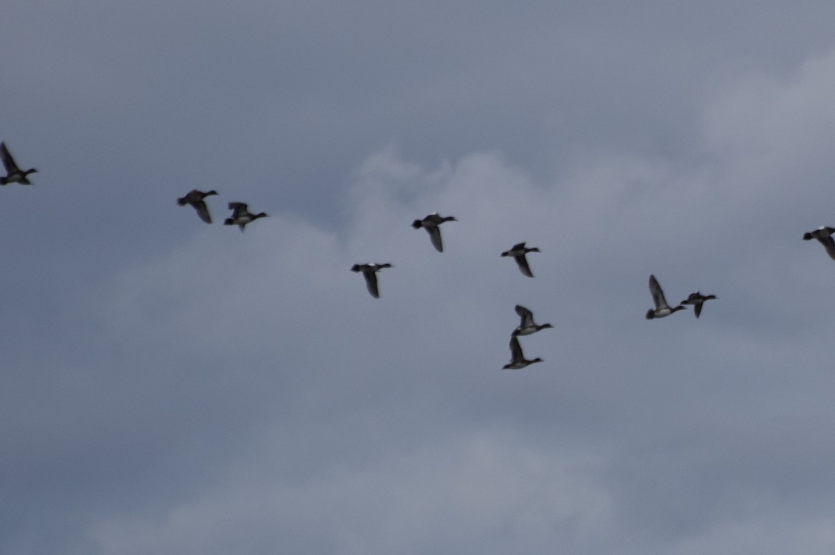 American Wigeon - ML73817811