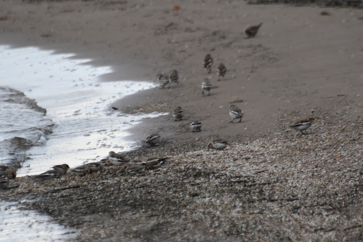 Snow Bunting - ML73817881