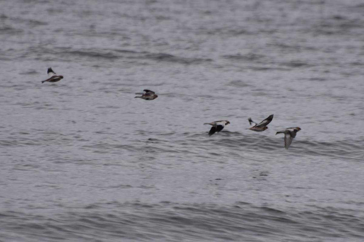 Snow Bunting - ML73817901