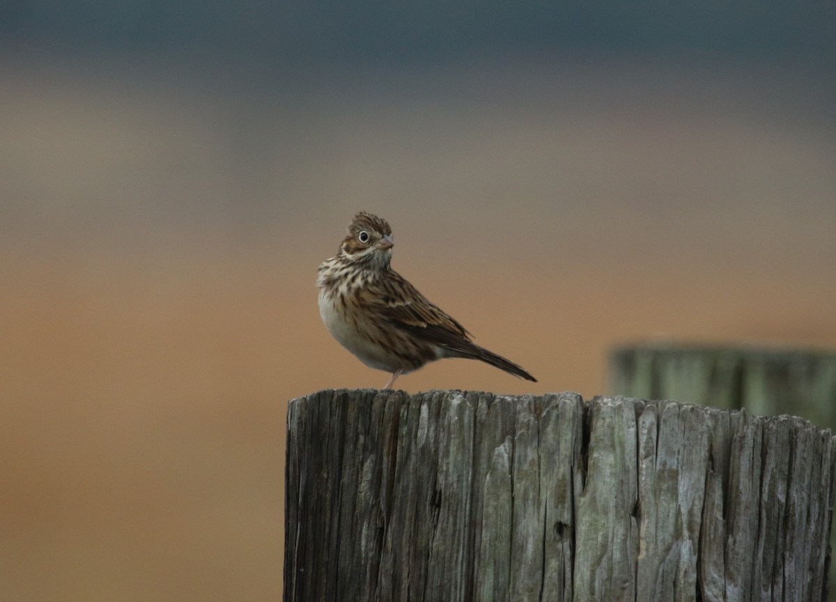 Vesper Sparrow - ML73824581