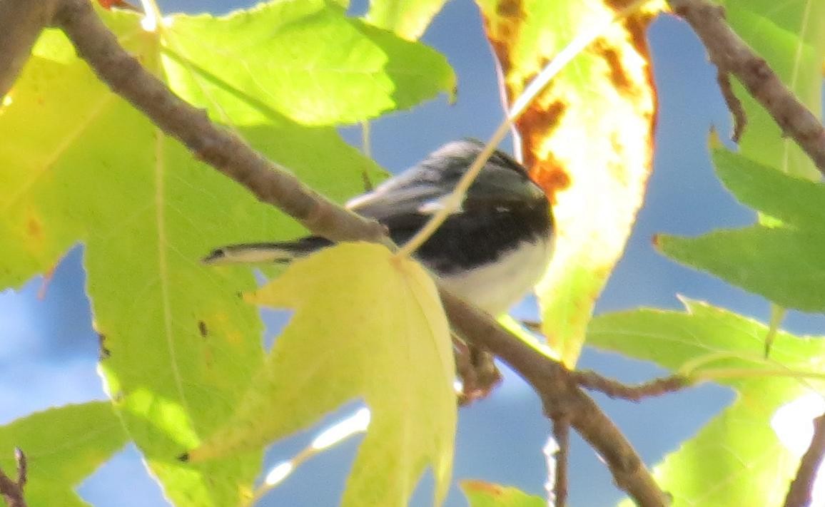 Black-throated Blue Warbler - ML73829811