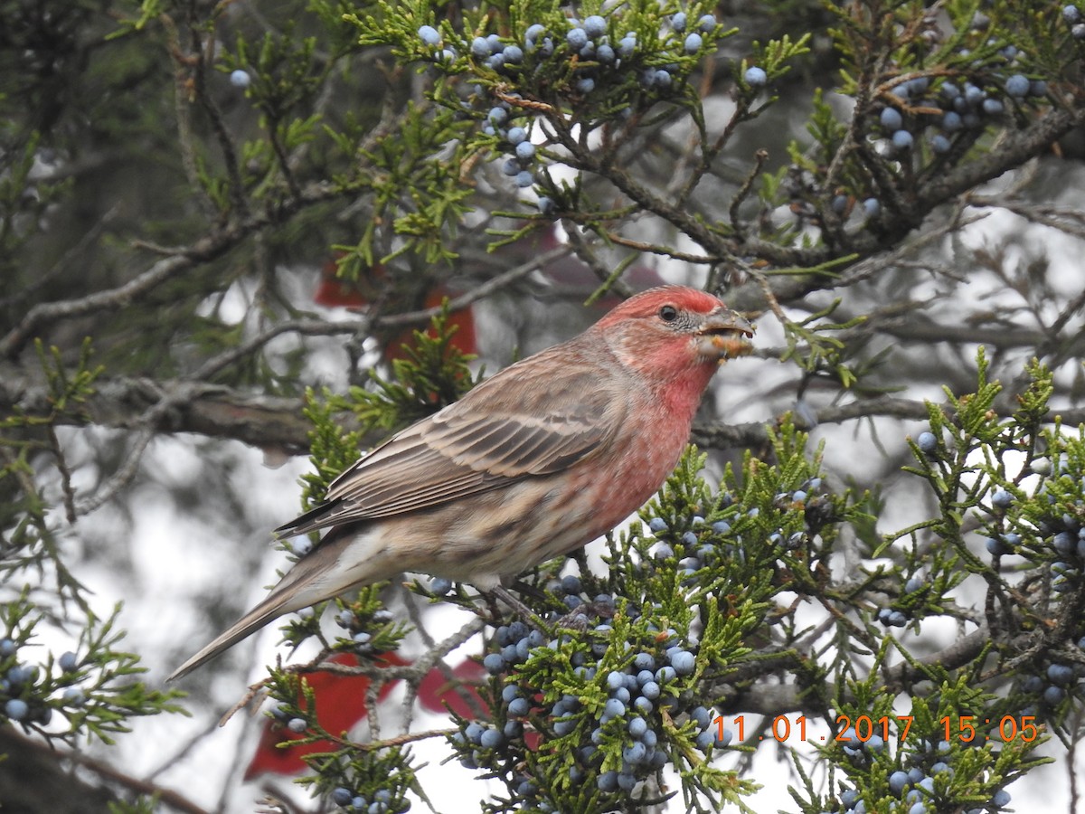 House Finch - Stephen Spector