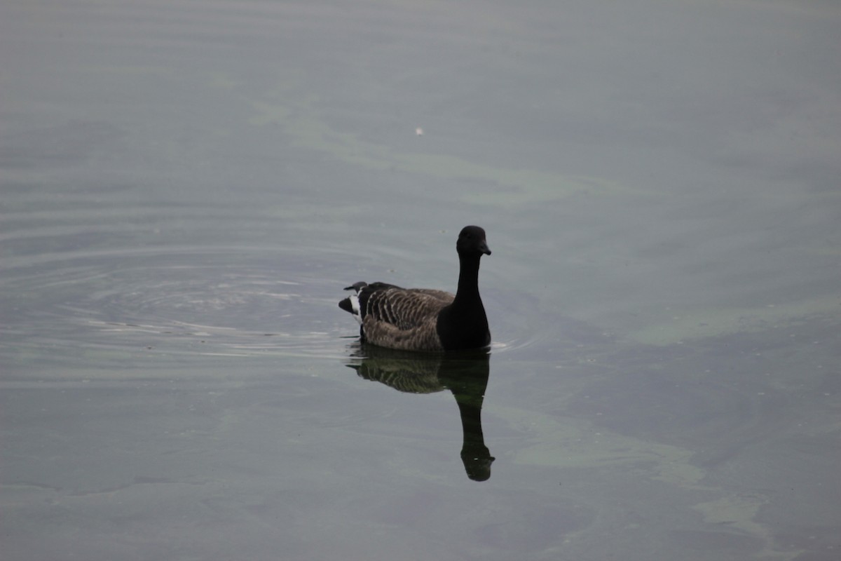 Brant - ML73830331