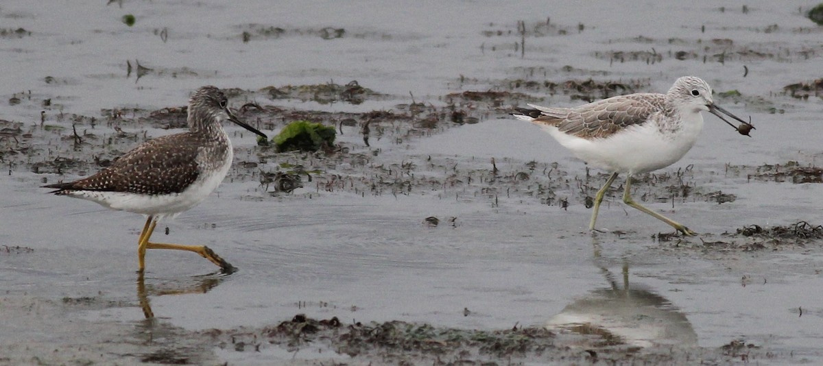 Common Greenshank - Scott Fisher