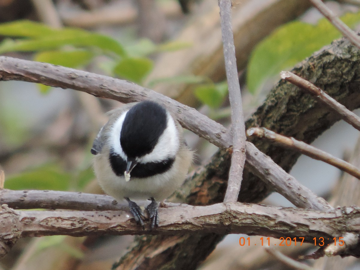 Mésange à tête noire - ML73835161