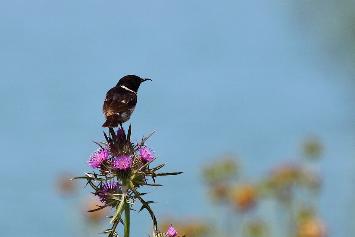 European Stonechat - ML73836541