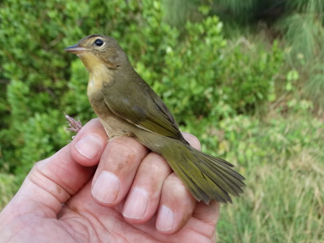 Common Yellowthroat - ML73837741