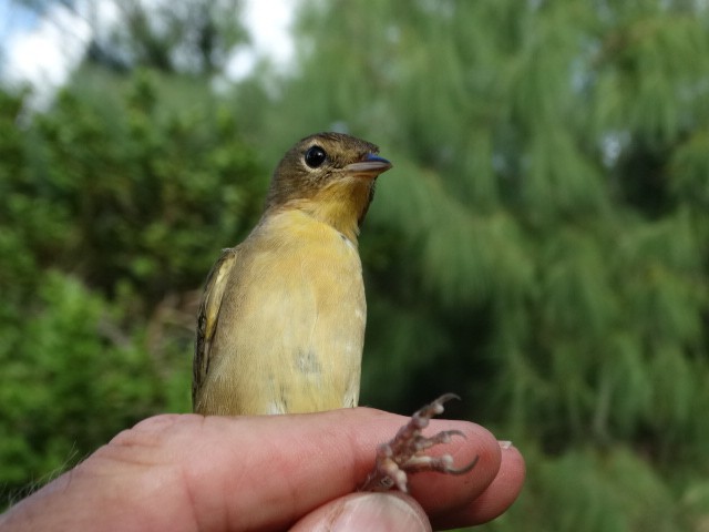Common Yellowthroat - ML73837851