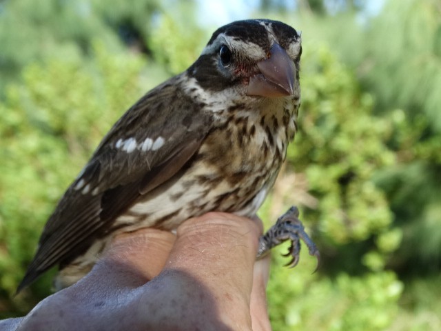 Rose-breasted Grosbeak - ML73838041