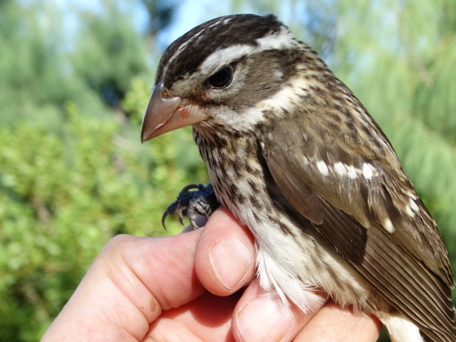 Rose-breasted Grosbeak - ML73838091