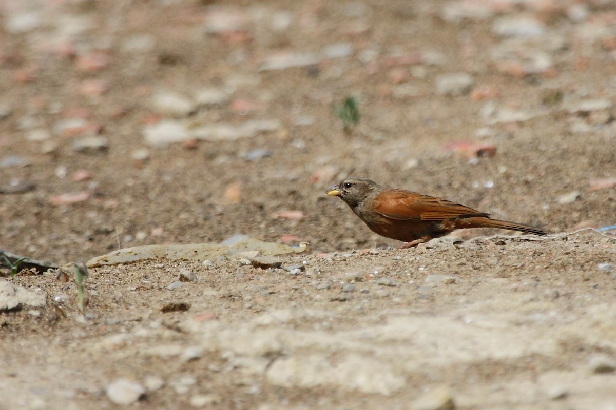 House Bunting - ML73839891