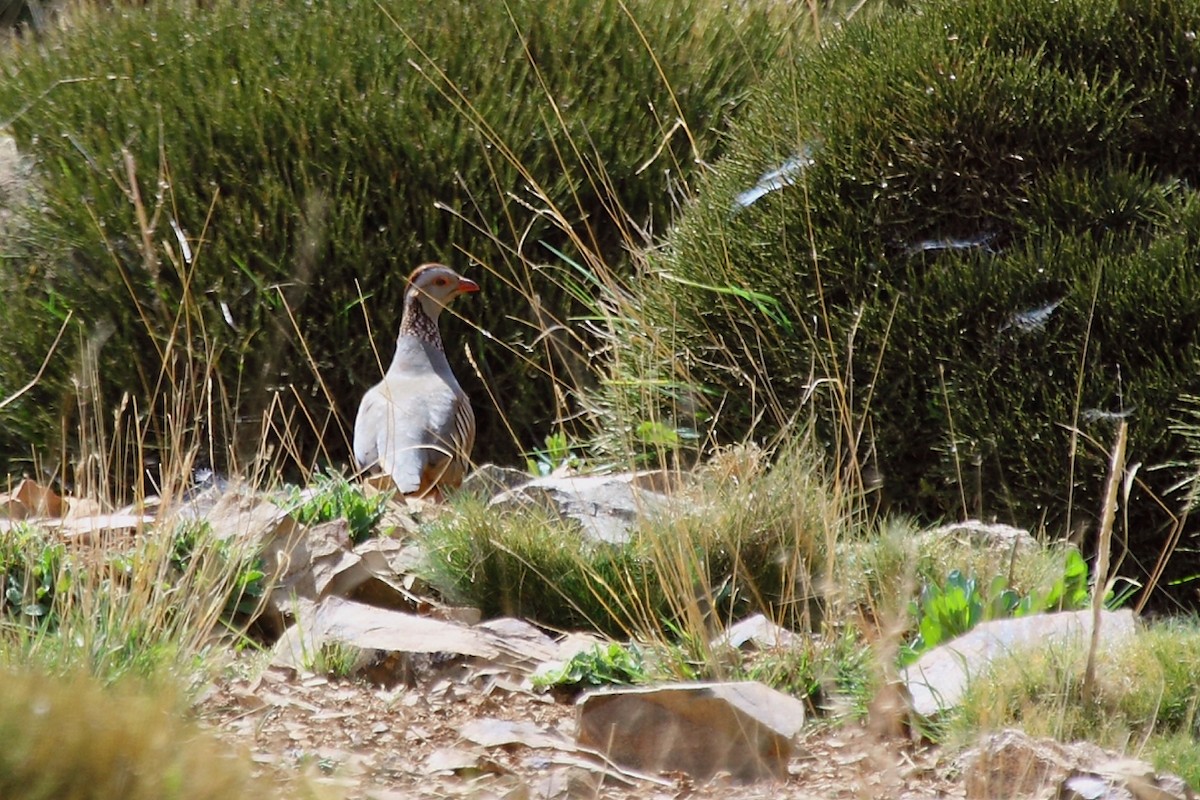 Barbary Partridge - ML73840511