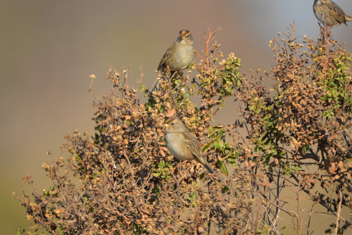 Lincoln's Sparrow - ML73841111