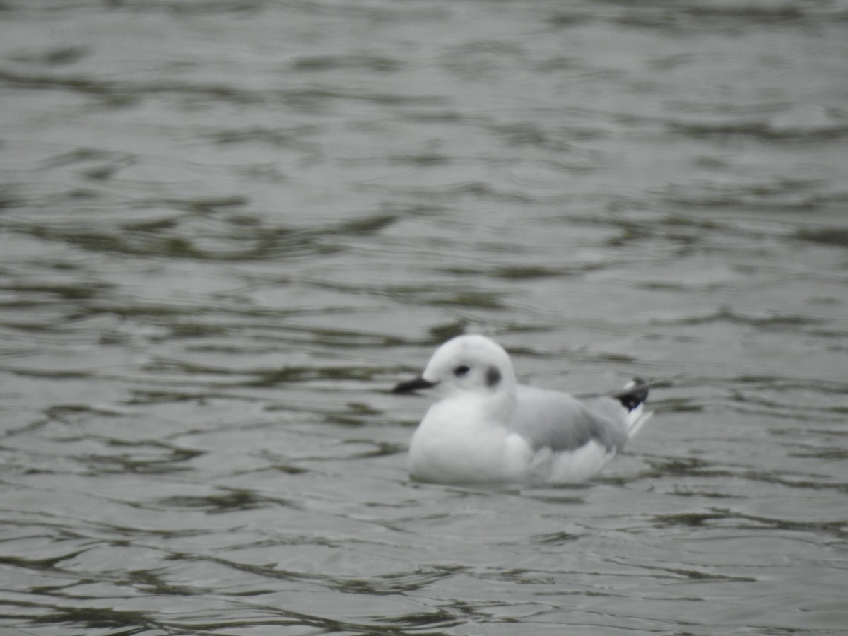 Bonaparte's Gull - ML73841551