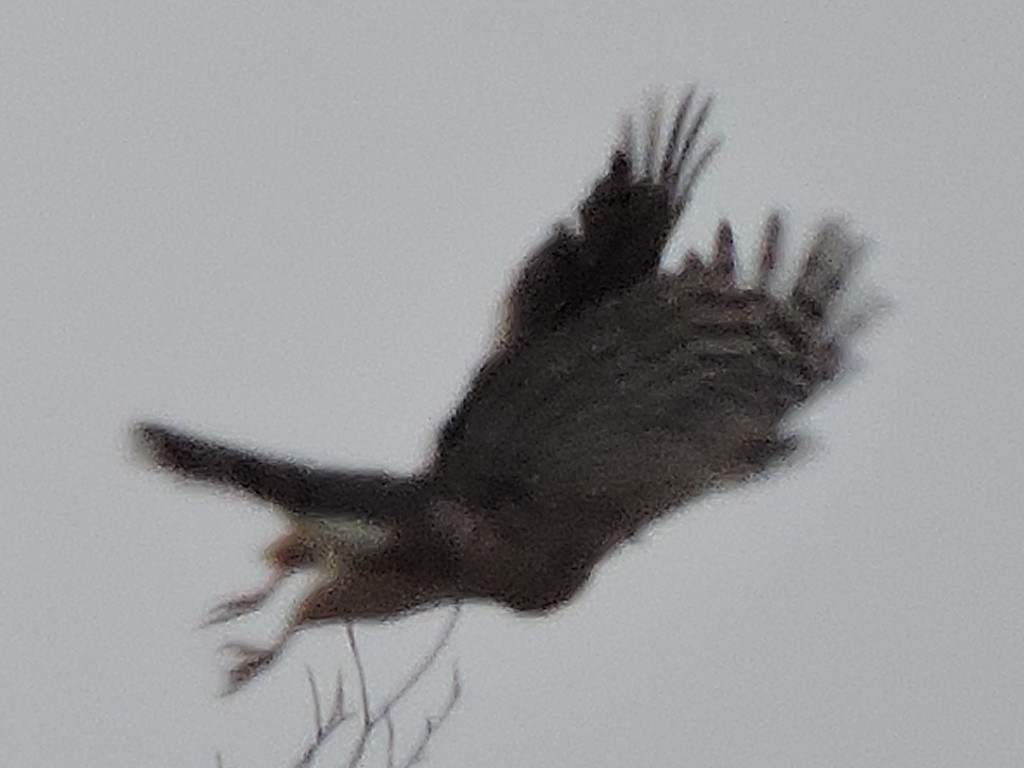 Cooper's Hawk/American Goshawk - ML73841951