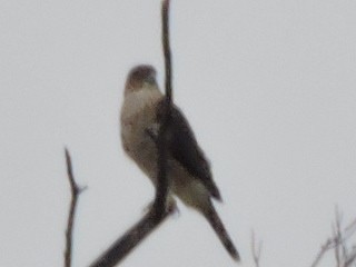 Cooper's Hawk/American Goshawk - ML73841971