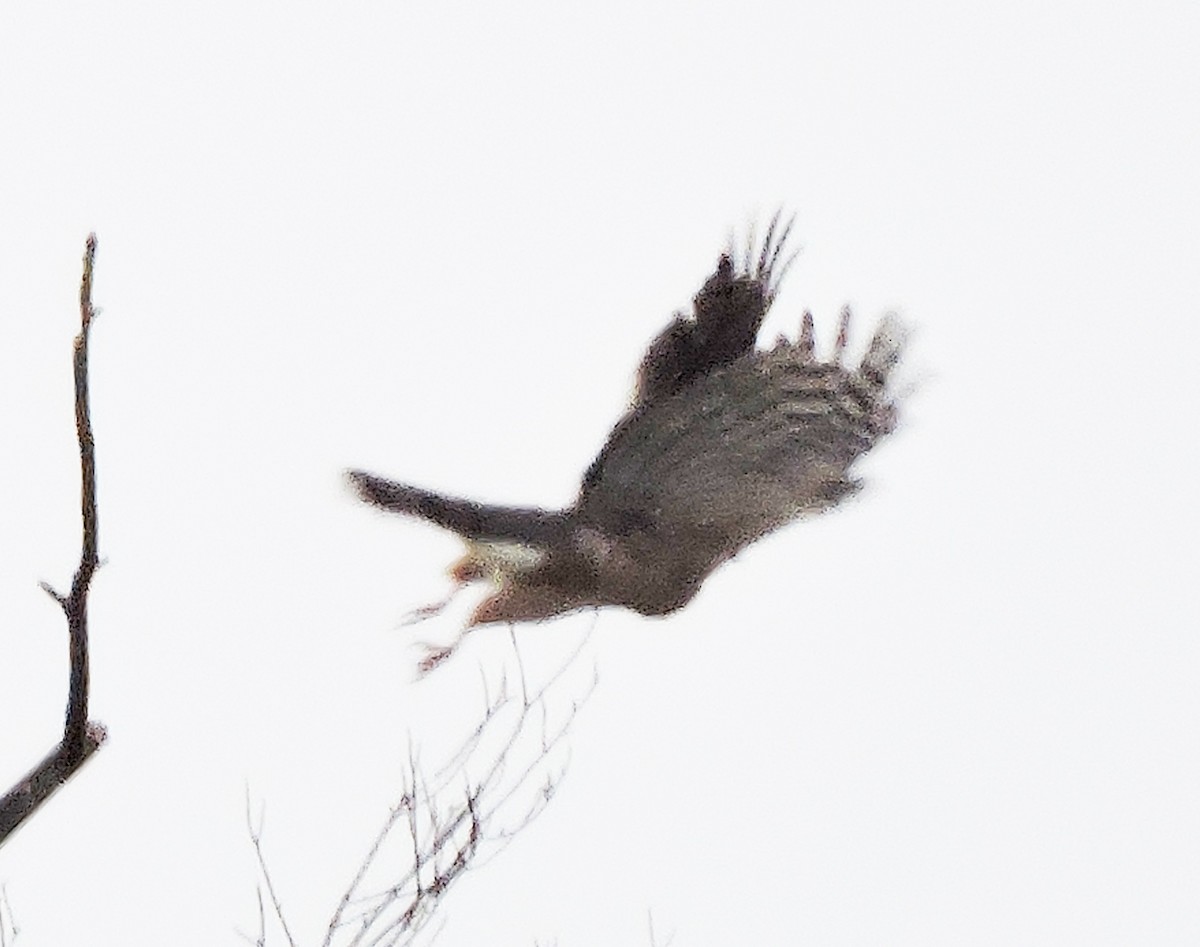 Cooper's Hawk/American Goshawk - Melody Walsh