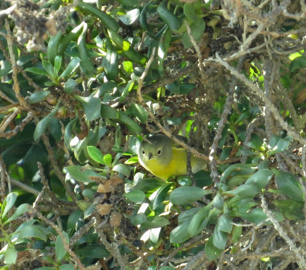 Nashville Warbler - Kaaren Perry