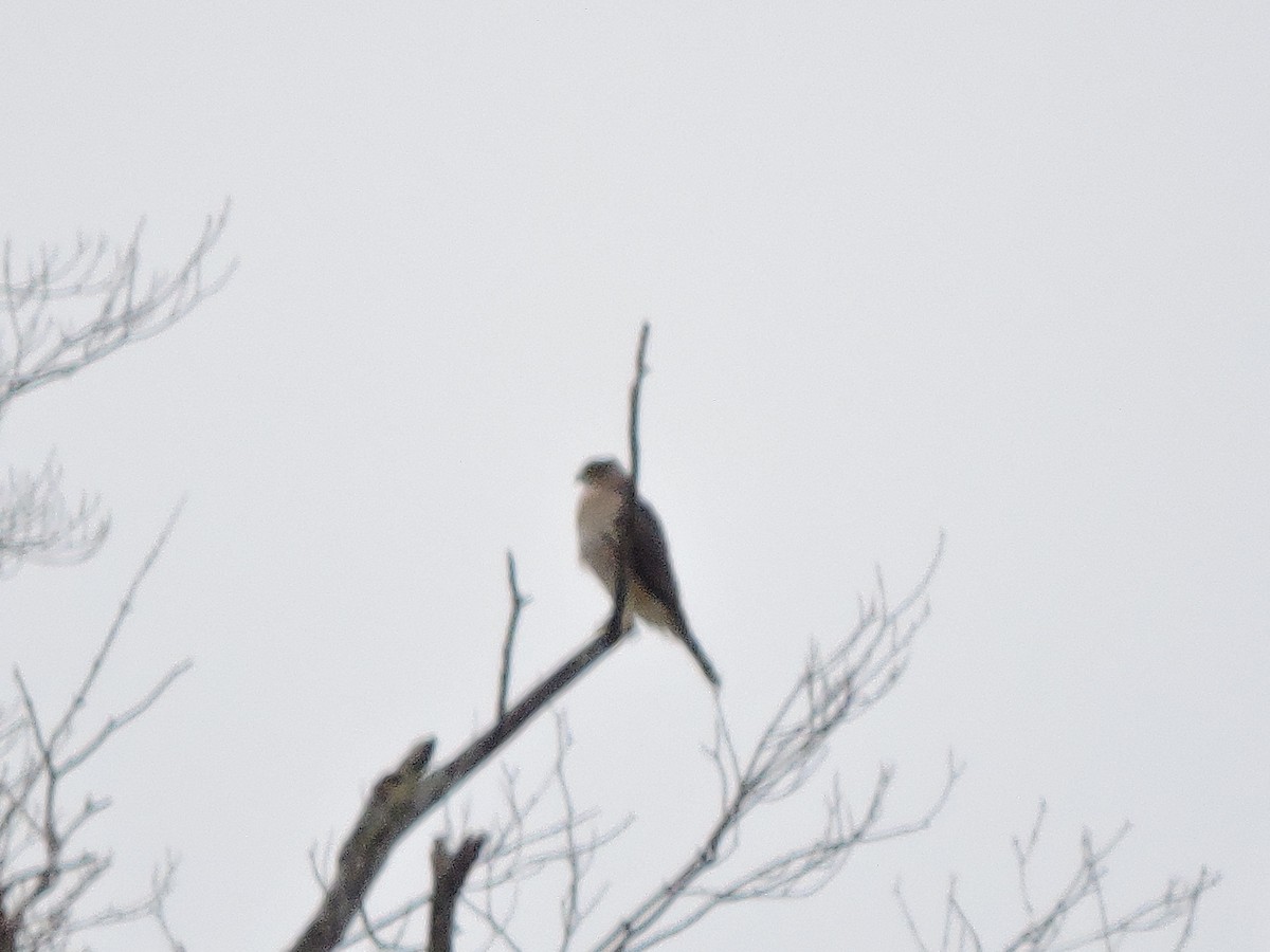 Cooper's Hawk/American Goshawk - ML73842061