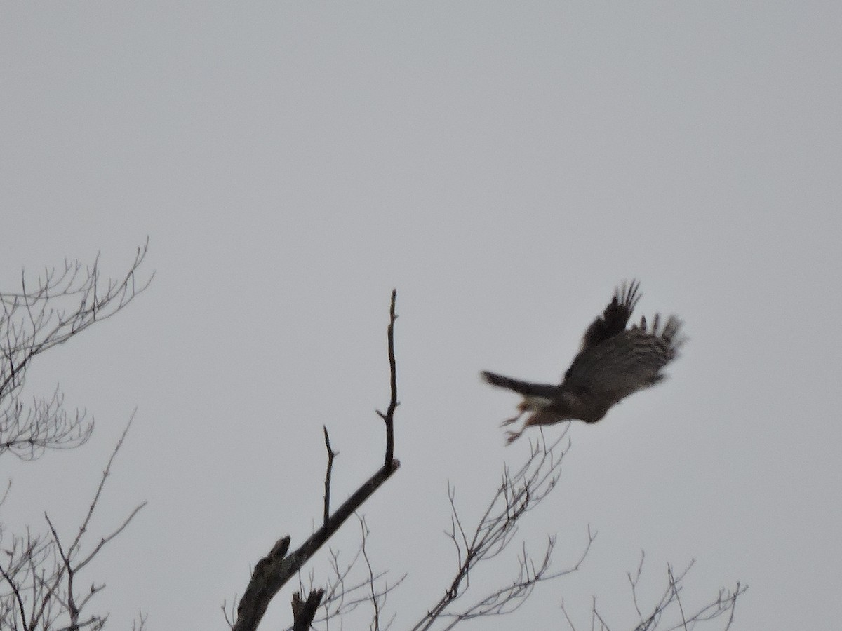 Cooper's Hawk/American Goshawk - ML73842081