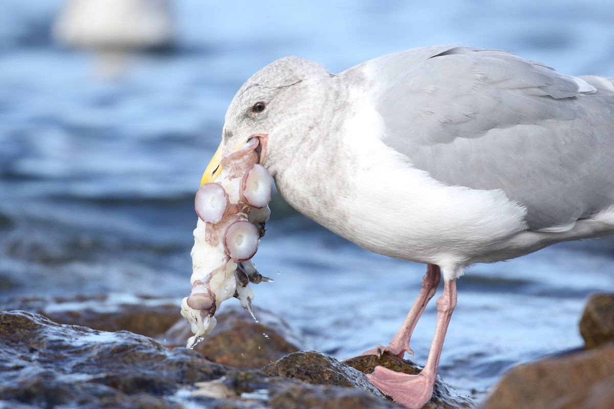 Glaucous-winged Gull - ML73844131