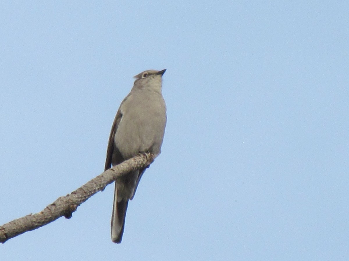 Townsend's Solitaire - ML73844671