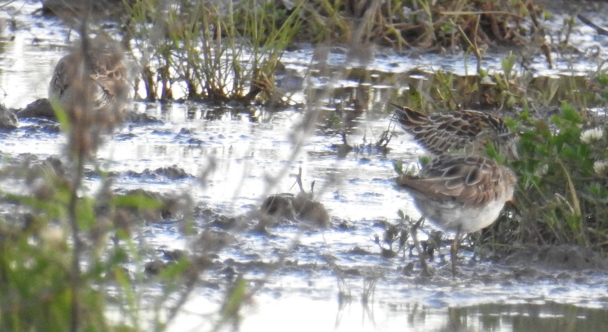 Sharp-tailed Sandpiper - ML73845411