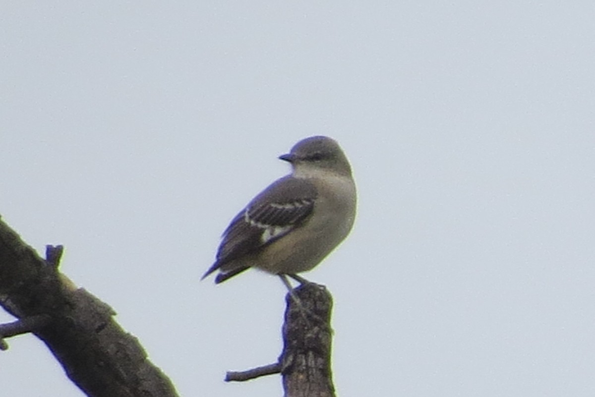 Northern Mockingbird - ML73845901