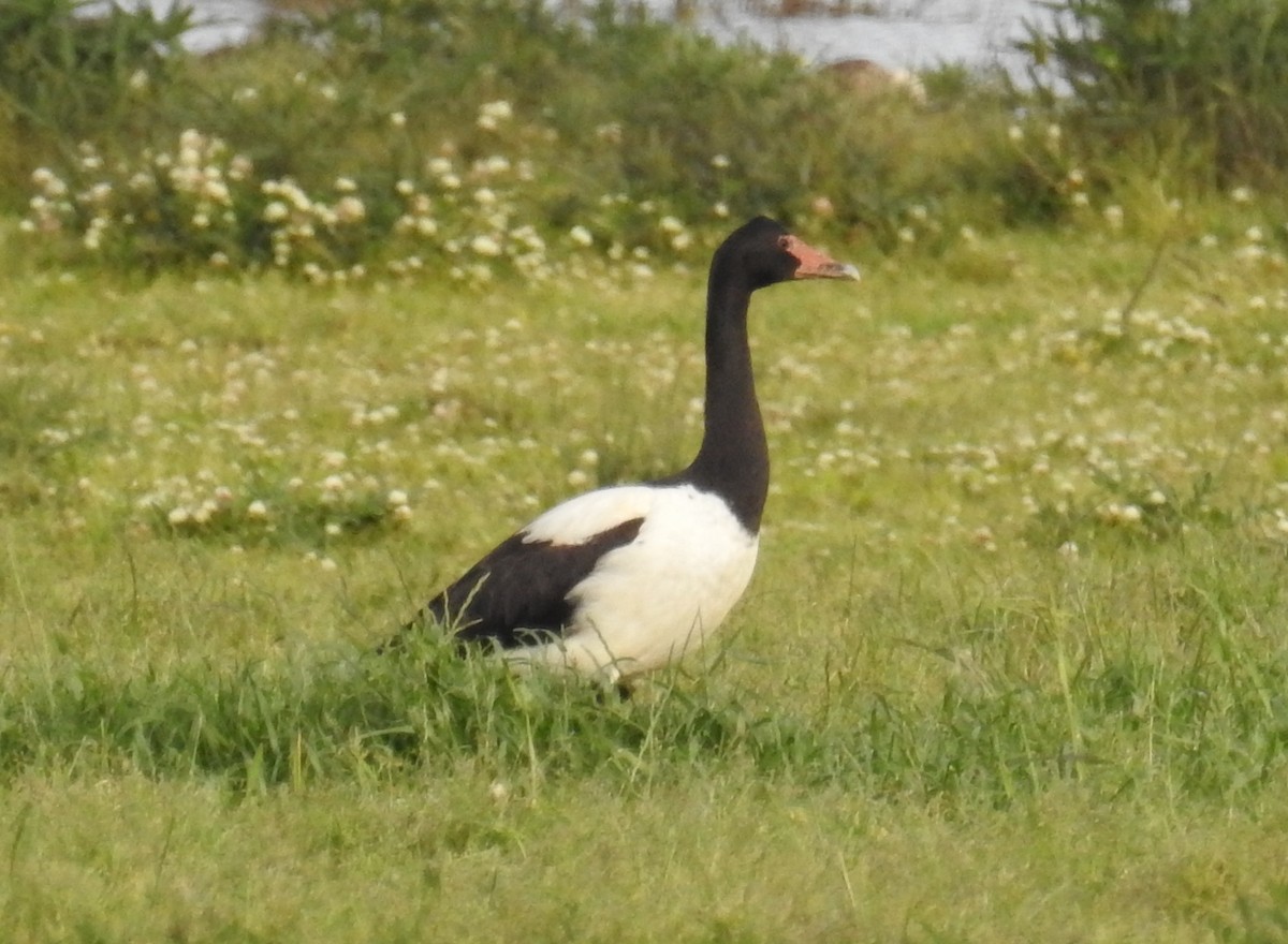 Magpie Goose - Colin Trainor