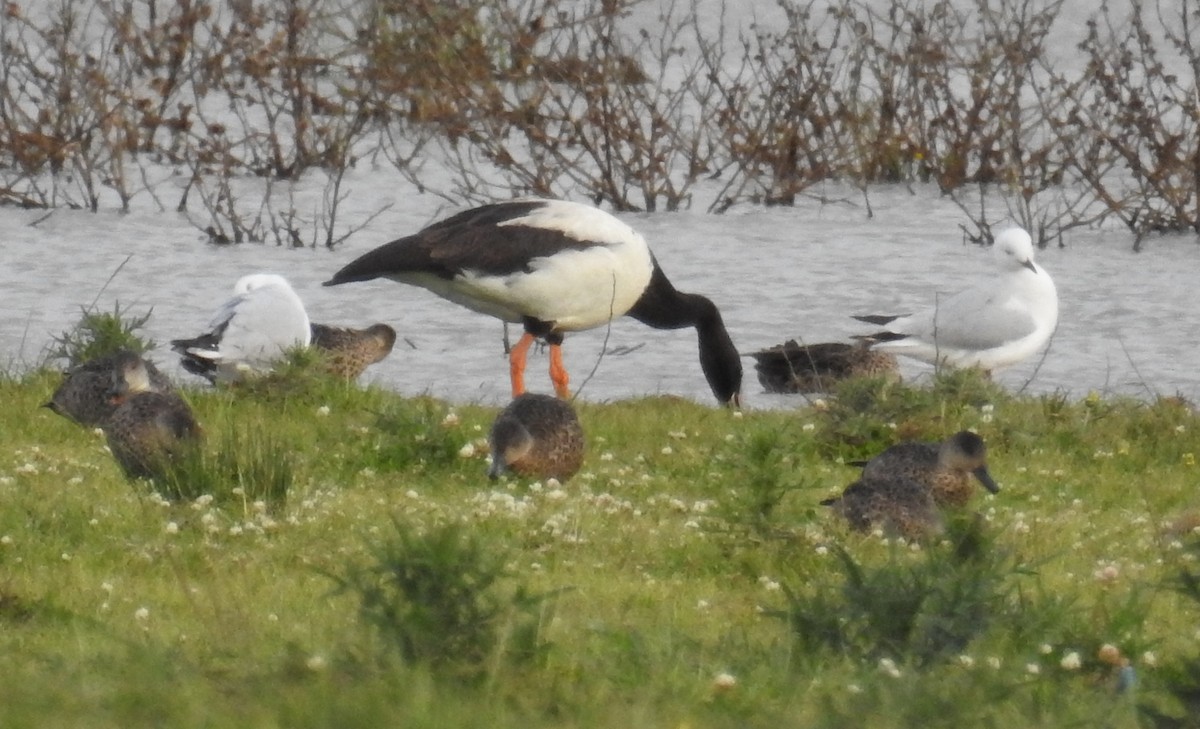 Magpie Goose - Colin Trainor