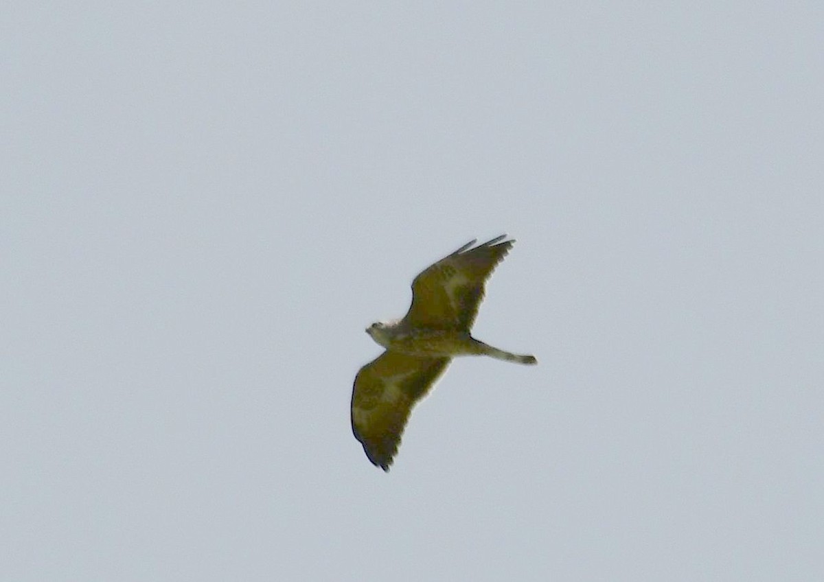 Mississippi Kite - ML73846971