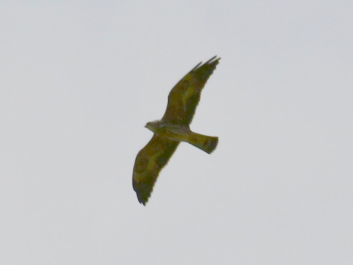 Mississippi Kite - James Bozeman