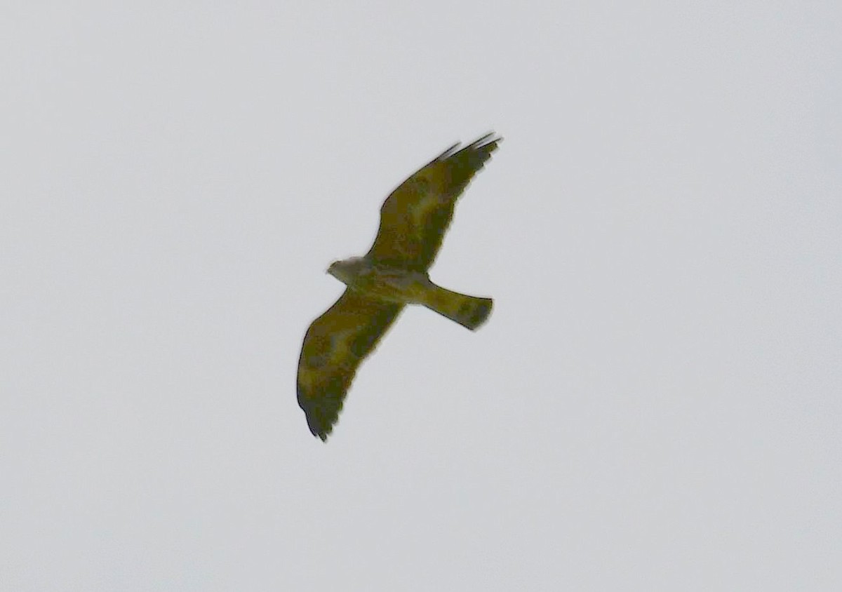 Mississippi Kite - ML73846991