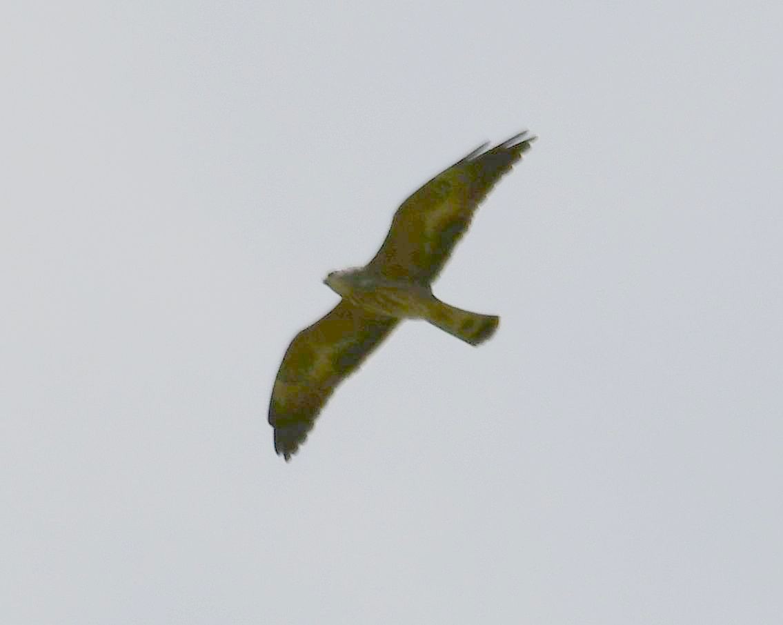 Mississippi Kite - ML73847001