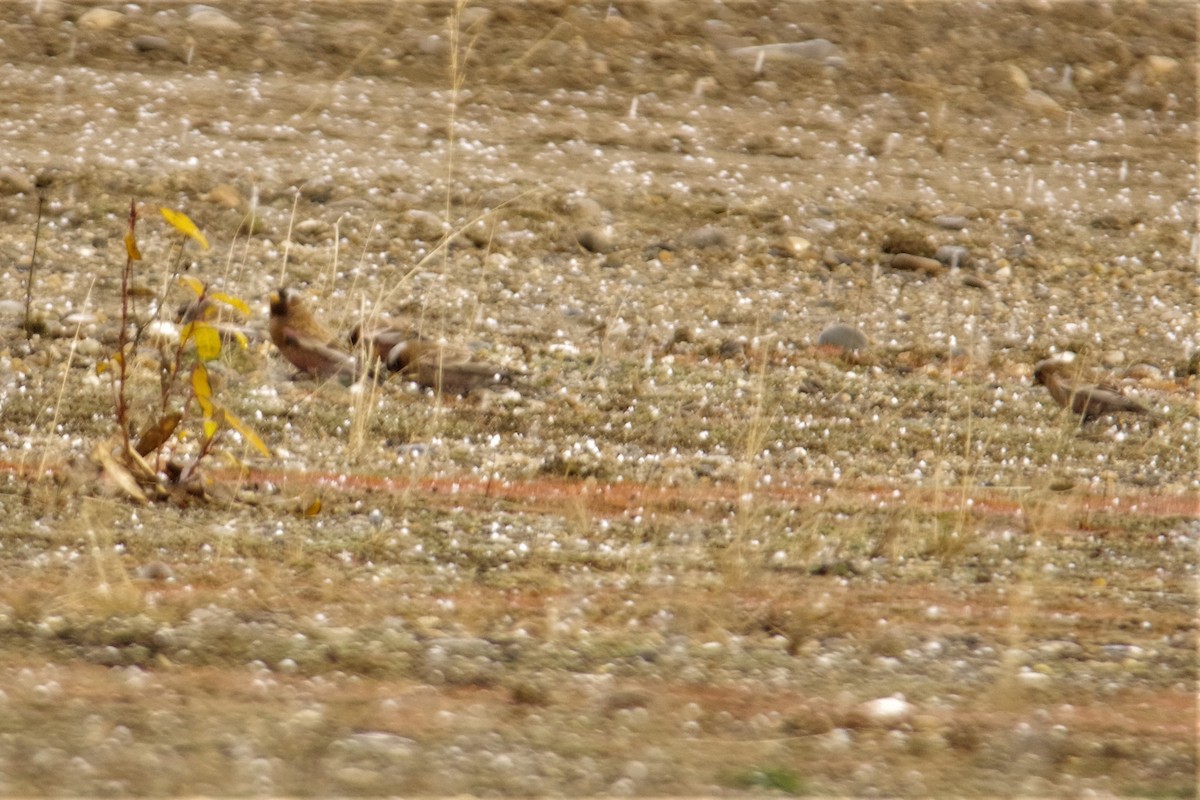 Gray-crowned Rosy-Finch - ML73847691