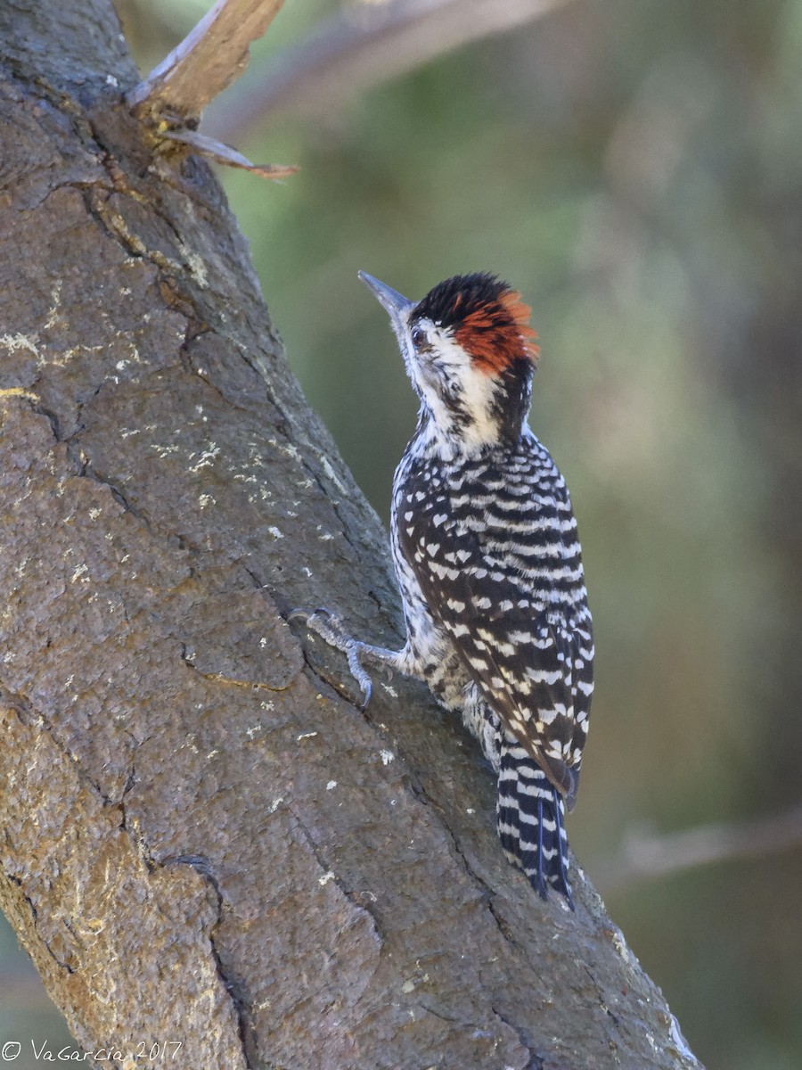 Striped Woodpecker - VERONICA ARAYA GARCIA