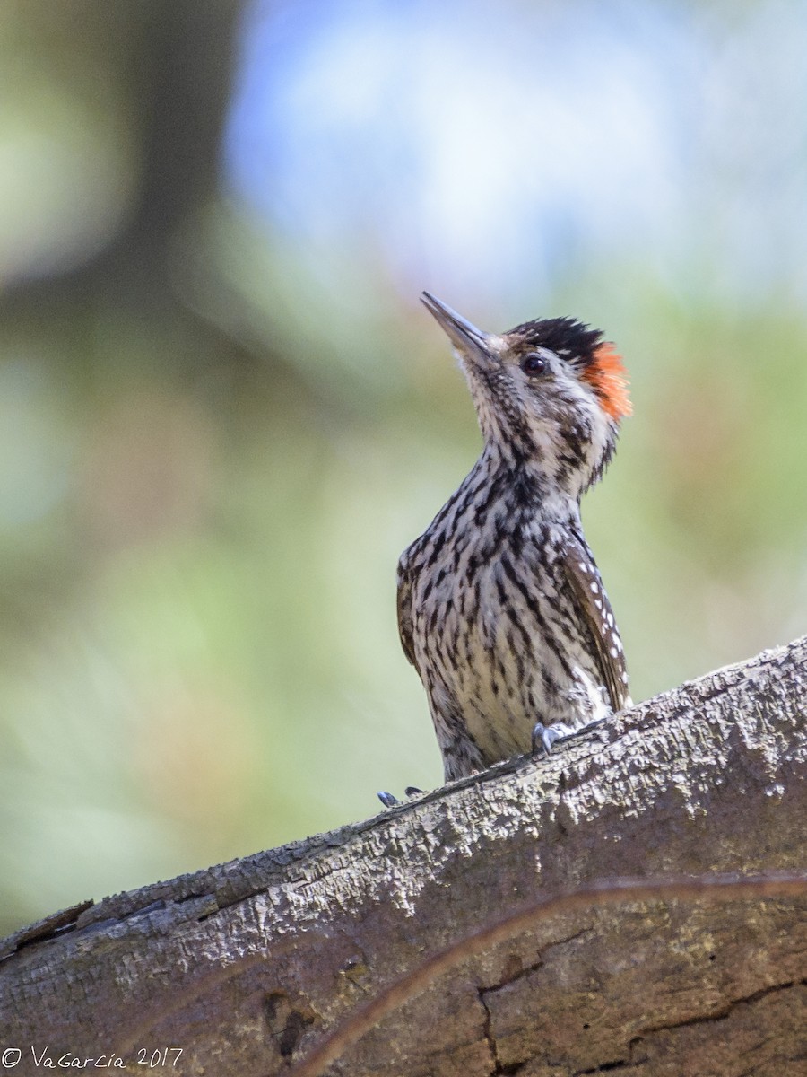 Striped Woodpecker - VERONICA ARAYA GARCIA