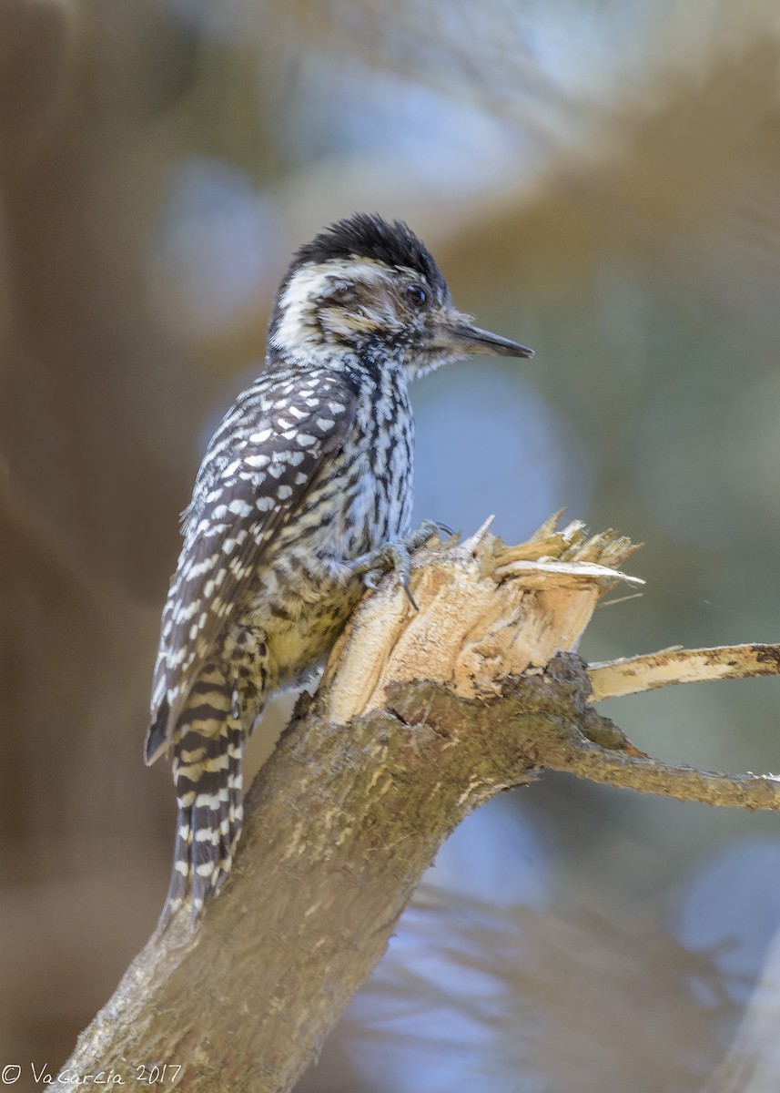 Striped Woodpecker - ML73849141