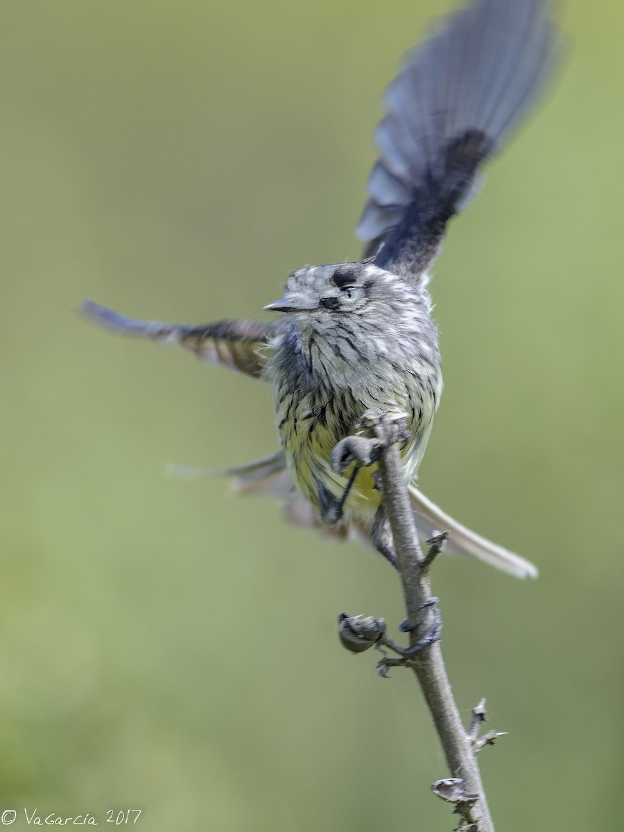 Tufted Tit-Tyrant - ML73849541